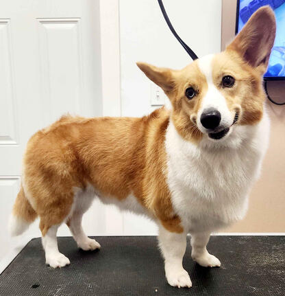 Corgi&#39;s are always fun
