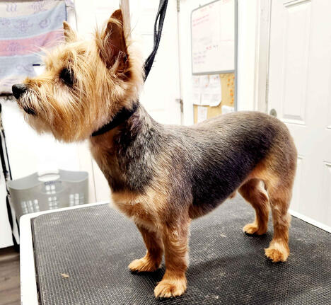 Yorkie cut but from the side