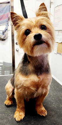 Yorkie cut